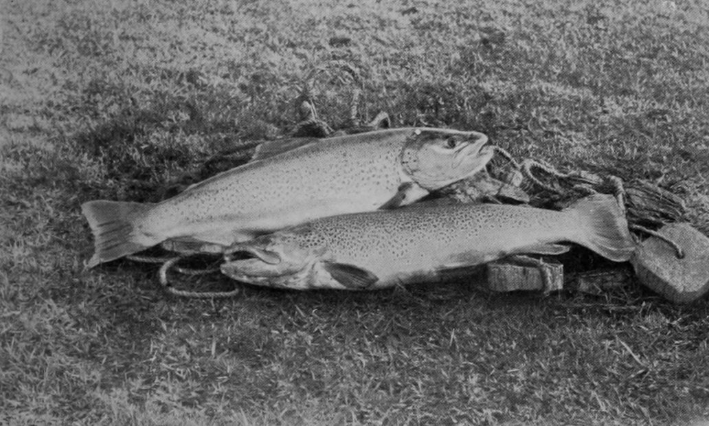 AMERICAN SALMON-TROUT FROM DIAMOND LAKE,
    NEW ZEALAND.