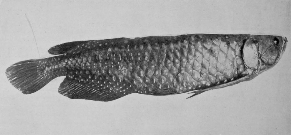 QUEENSLAND LUNG-FISH.