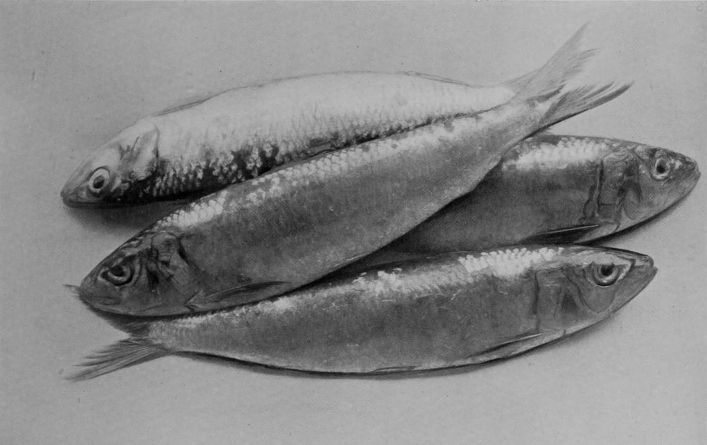 AUSTRALIAN PILCHARDS.