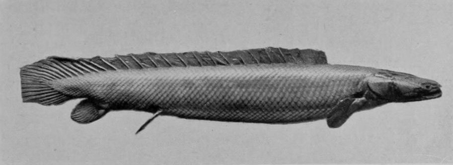 BICHIR.