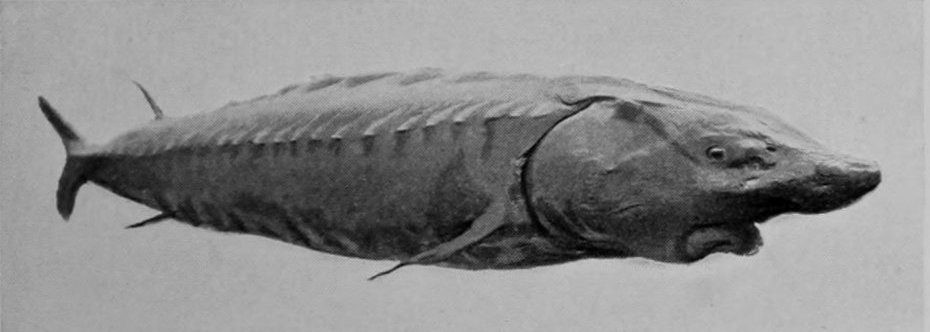 STURGEON.