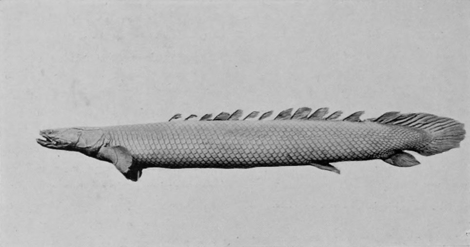 BICHIR.
