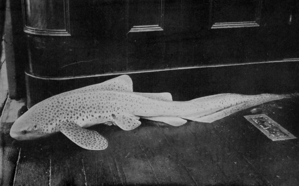 SPOTTED SHARK.
