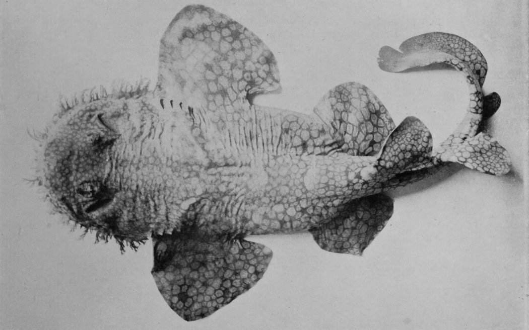 WOLLIBONG, OR CARPET-SHARK.