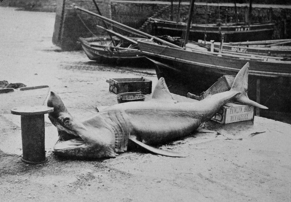 BASKING-SHARK.