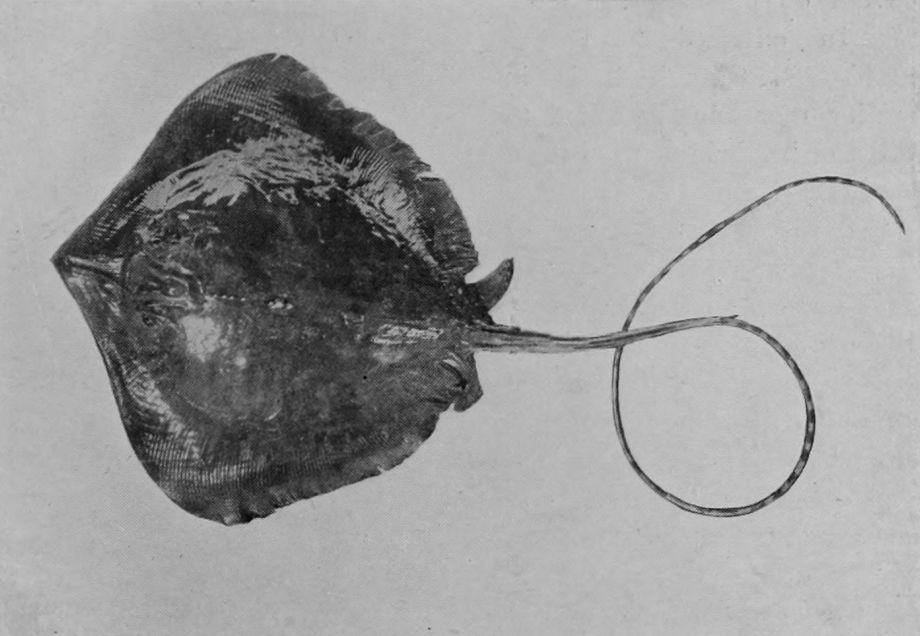 INDIAN STRING-RAY.