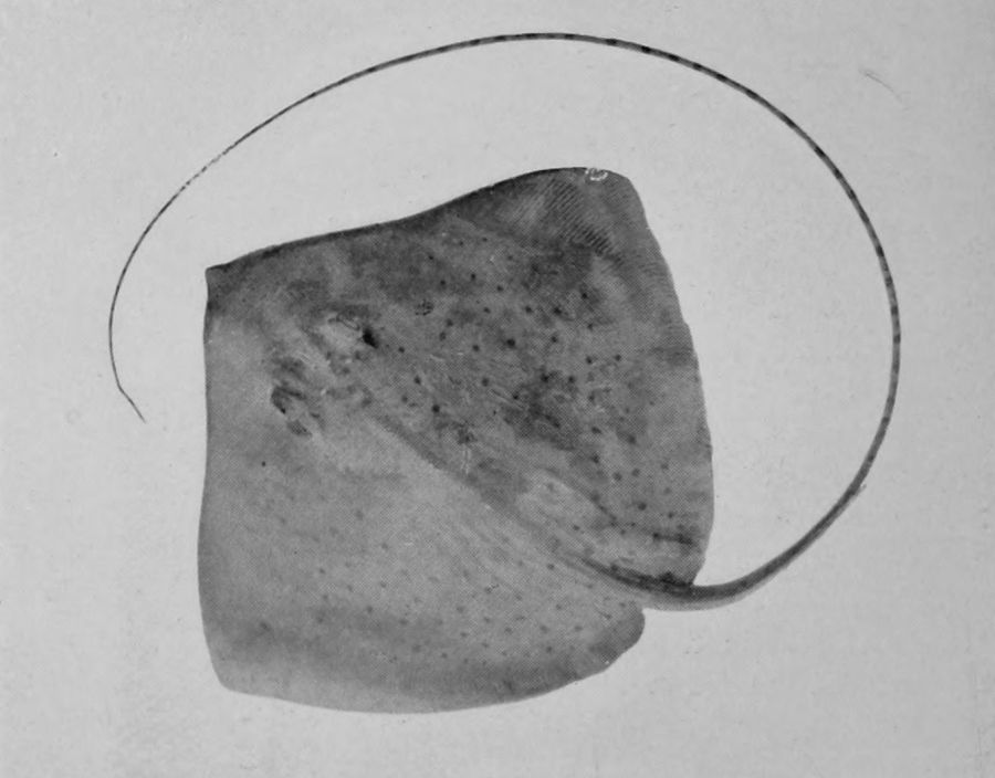 WHIP-TAILED STING-RAY.