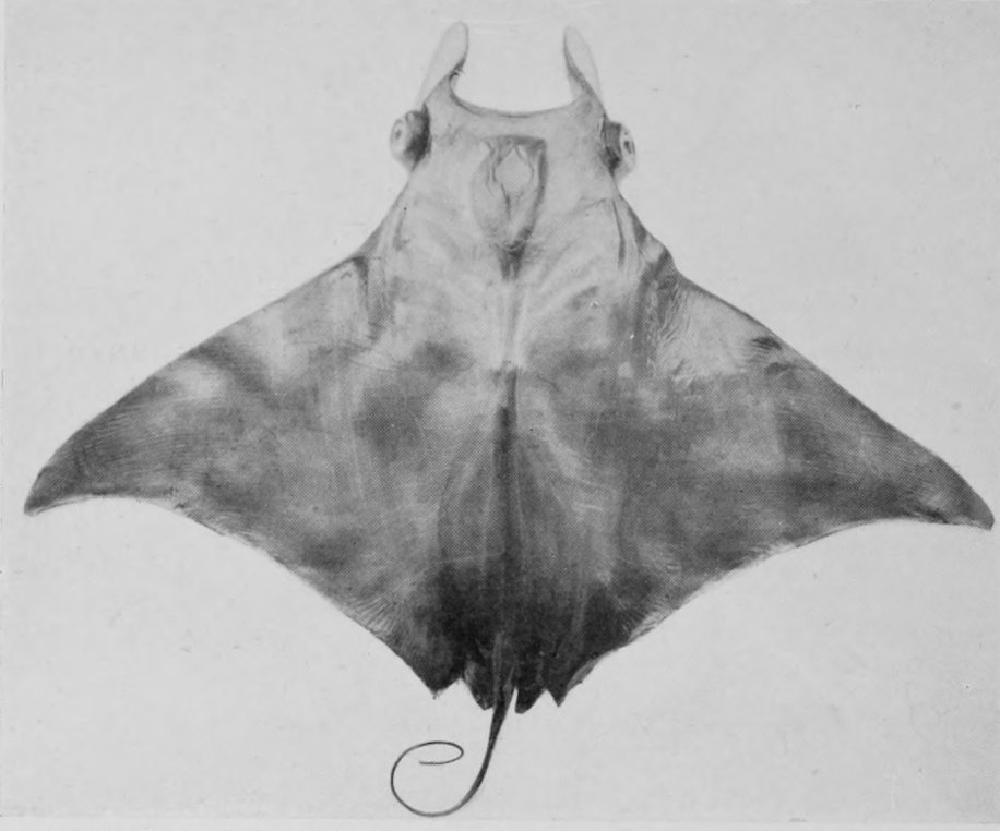 HORNED OX-RAY, OR DEVIL-FISH.