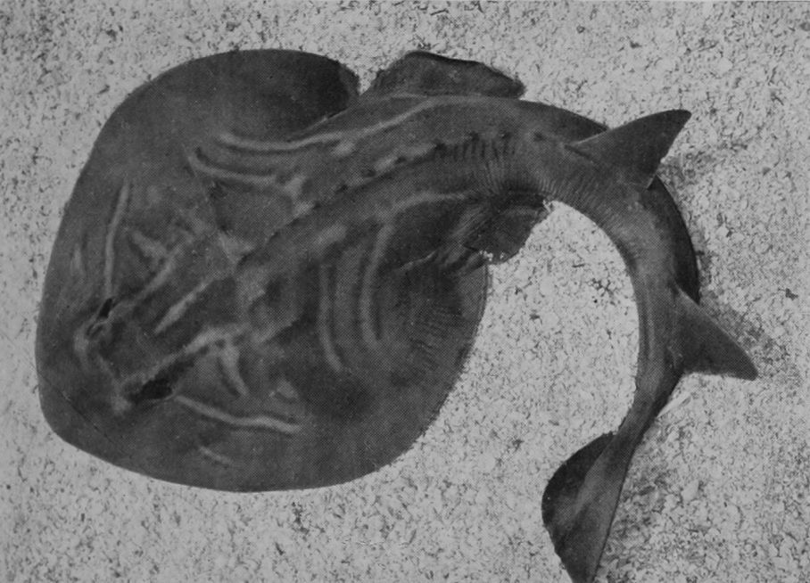 PAINTED SKATE.