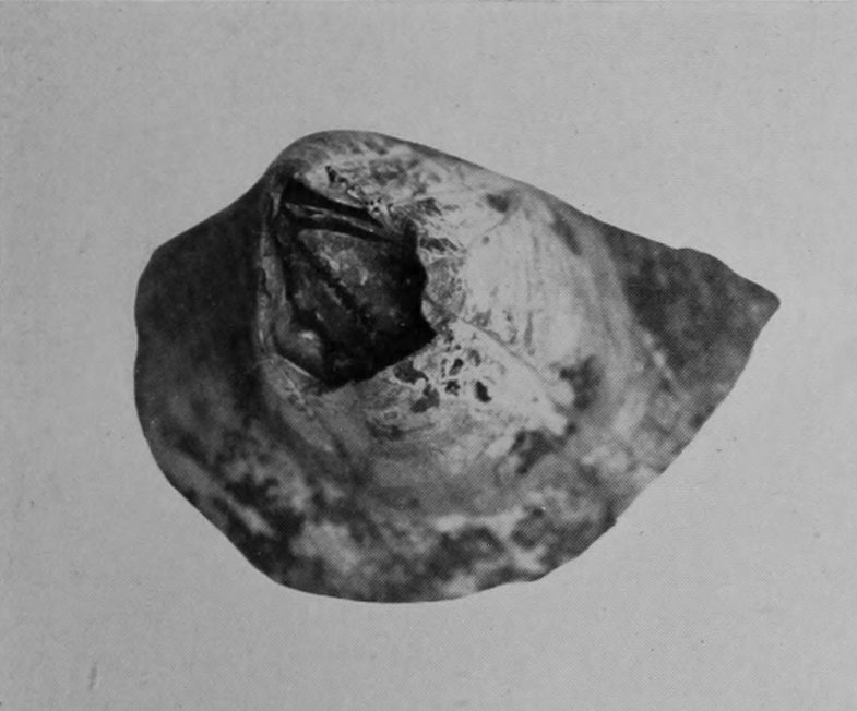 ACORN-BARNACLE.