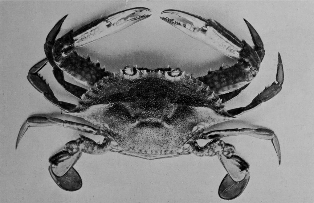 BLUE CRAB.
