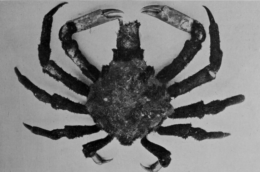 SPIDER-CRAB.