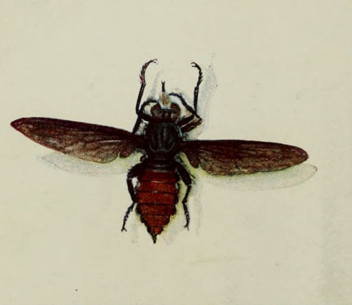 AUSTRALIAN ROBBER-FLY.