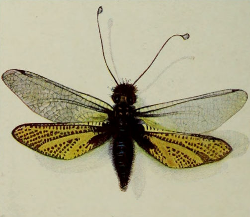 JAPANESE ANALOPHUS.