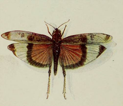 GRASSHOPPER.