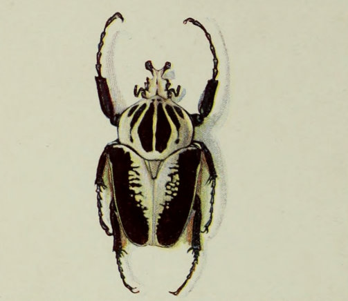 GOLIATH BEETLE.
