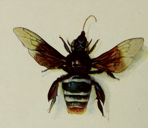 BRAZILIAN BEE.
