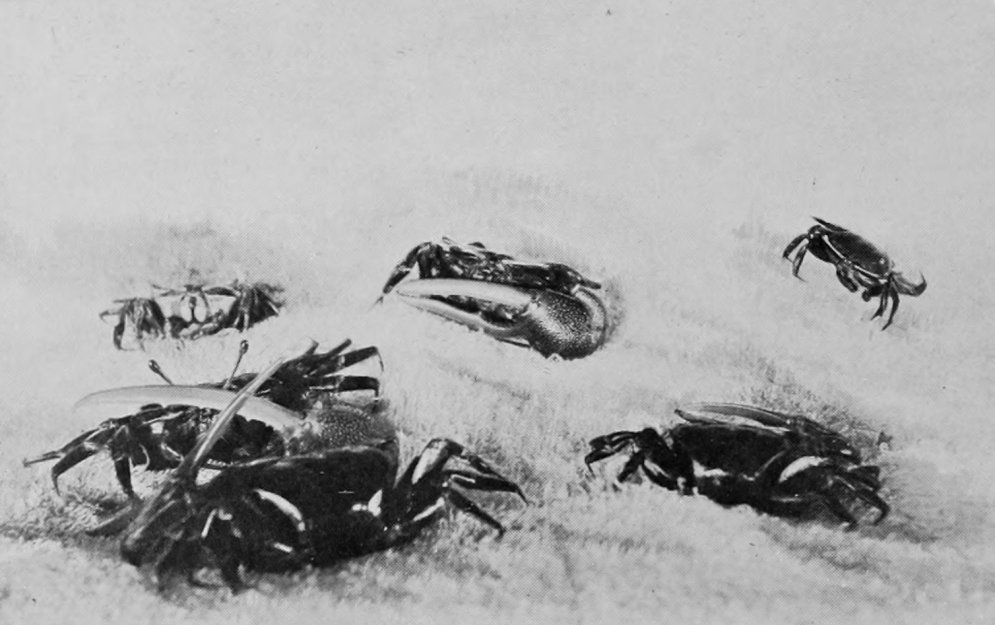 FIGHTING CRABS.