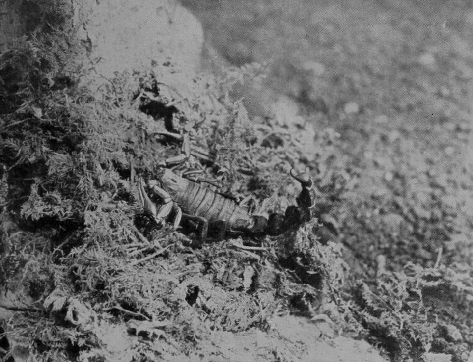 EGYPTIAN SCORPION.