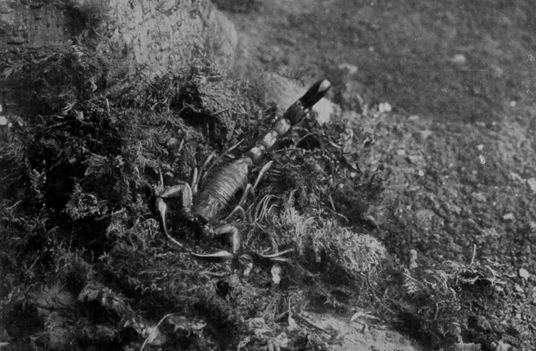 EGYPTIAN SCORPION.