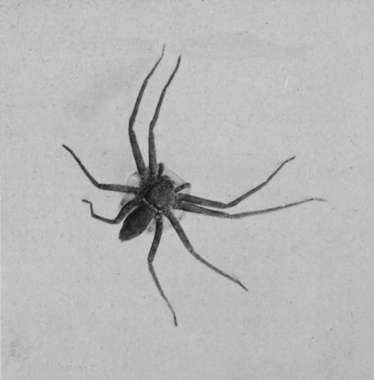 HOUSE-SPIDER.