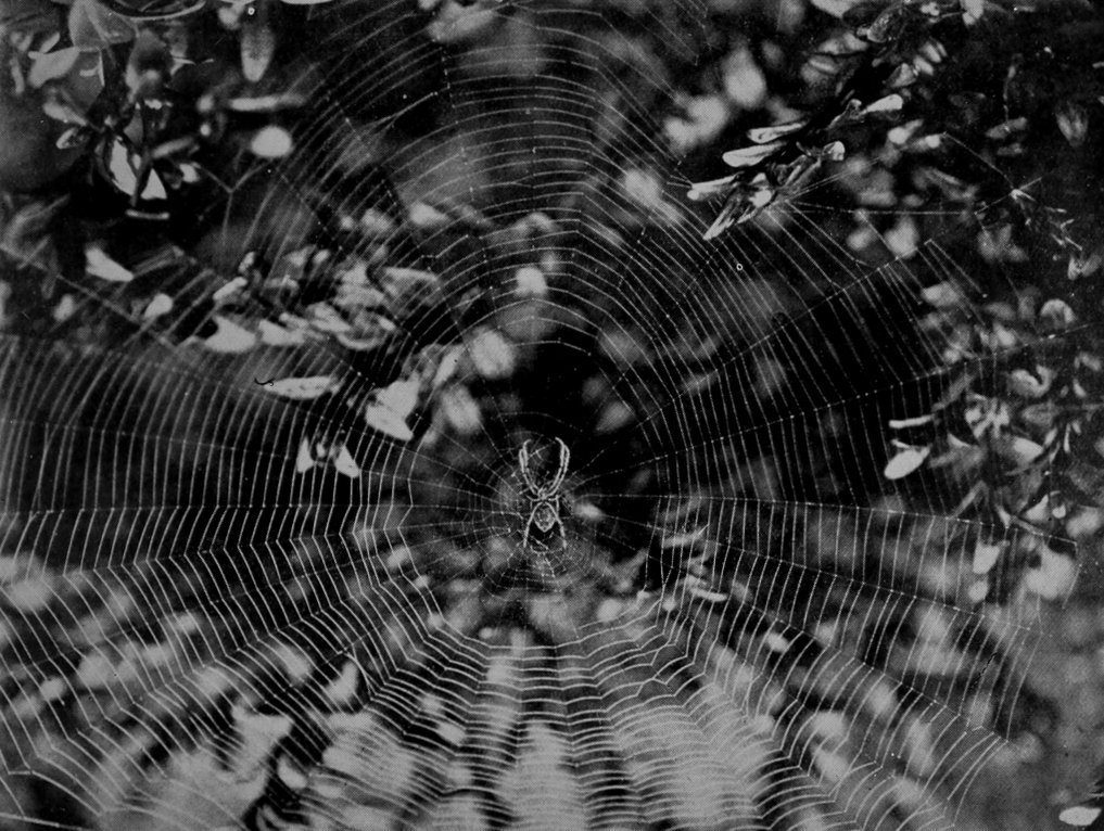 GARDEN-SPIDER IN WEB.