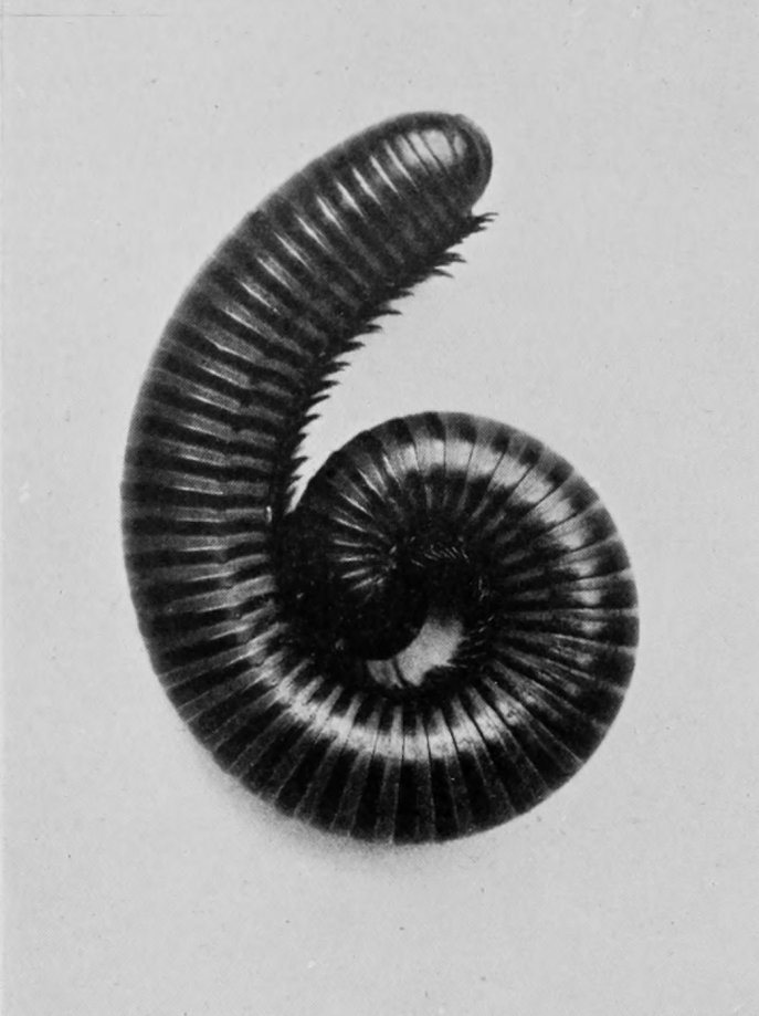 GIANT MILLIPEDE.