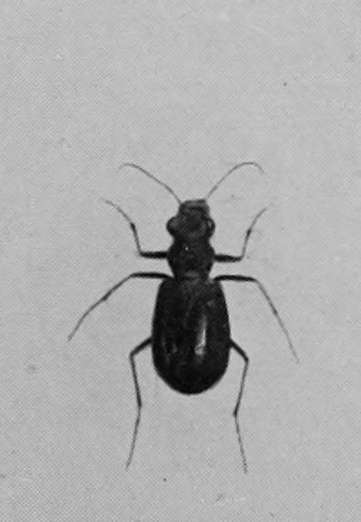 TIGER-BEETLE.
