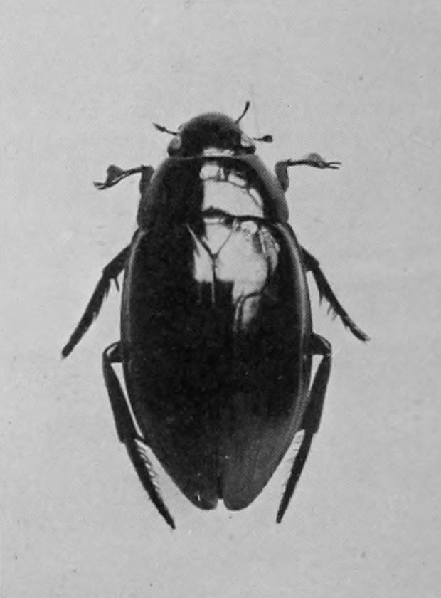 BLACK WATER-BEETLE.