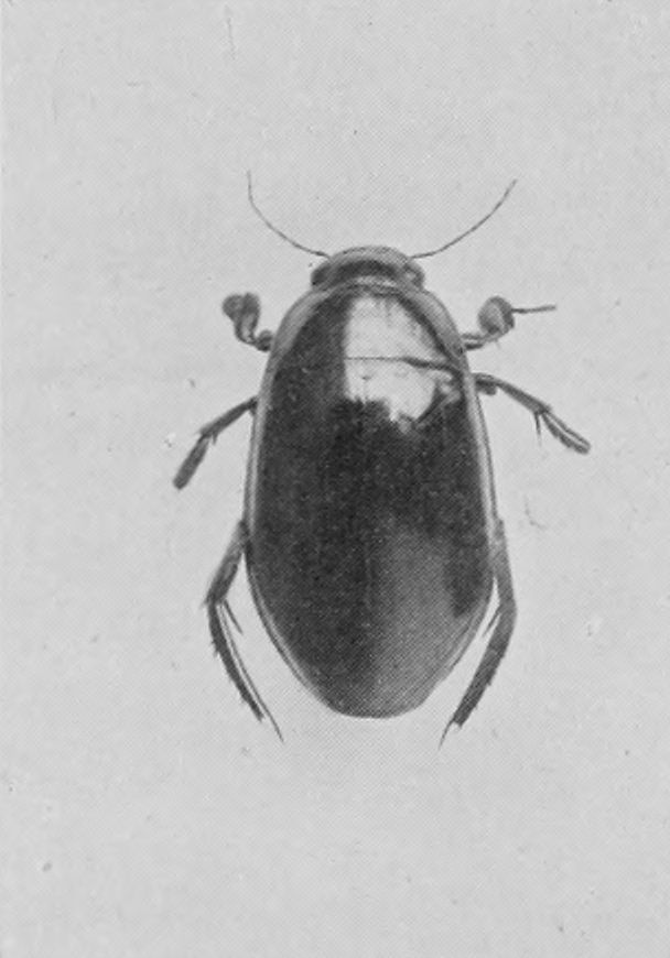 GREAT BROWN WATER-BEETLE (MALE).