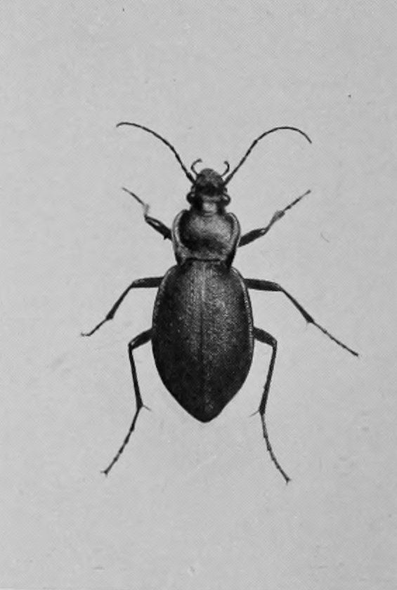GROUND-BEETLE.
