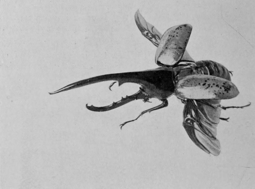 HERCULES BEETLE FLYING.