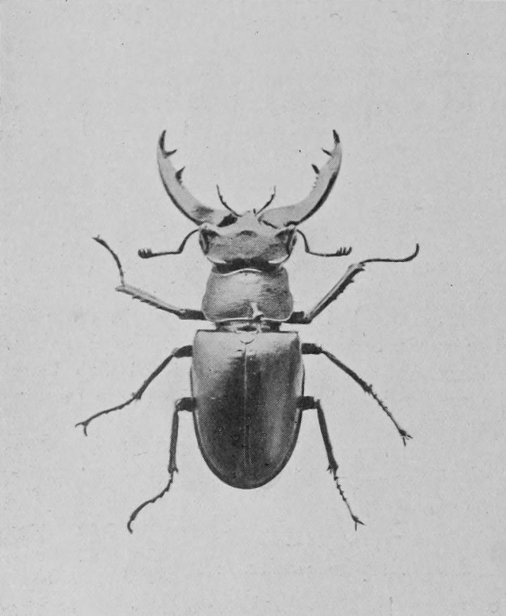 MALE STAG-BEETLE.
