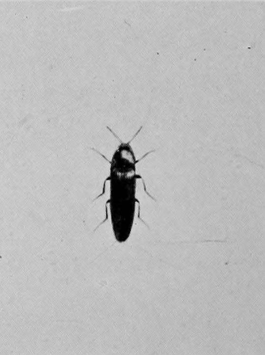 SKIPJACK BEETLE.