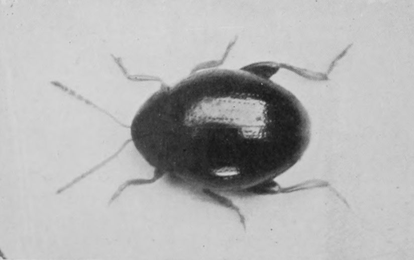 JUMPING-BEETLE. ALLIED TO THE
    TURNIP-FLEA.