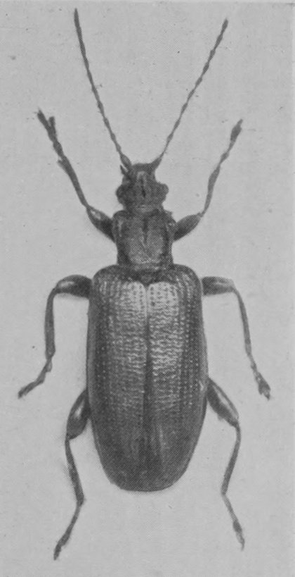 REED-BEETLE.