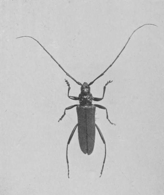 MUSK-BEETLE.