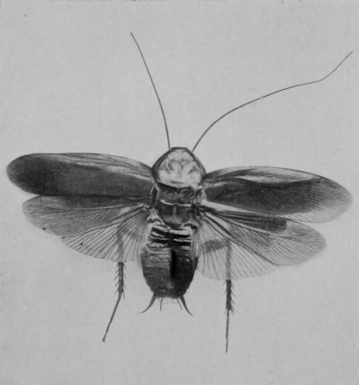 AMERICAN COCKROACH.