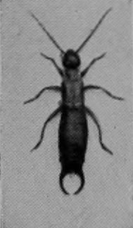 EARWIG.