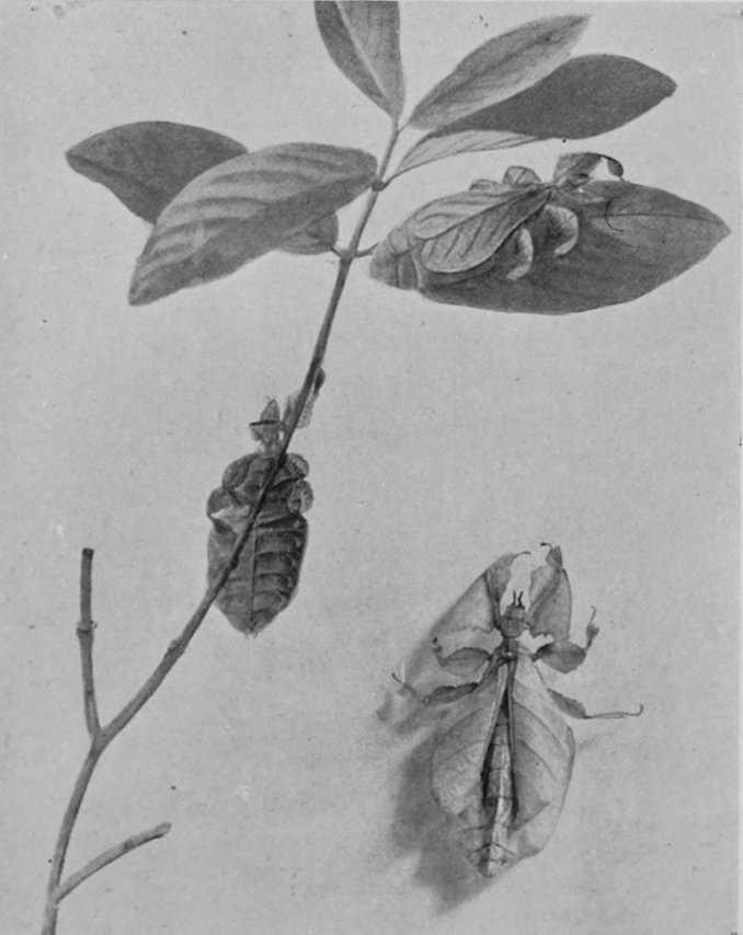 WALKING LEAF-INSECTS.