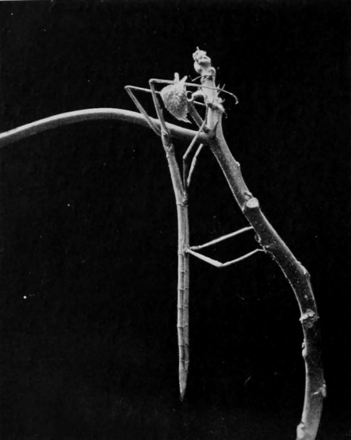 STICK-INSECT.