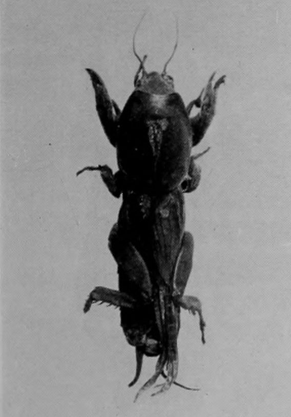 MOLE-CRICKET.