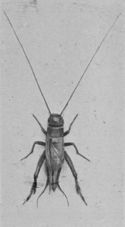 HOUSE-CRICKET.