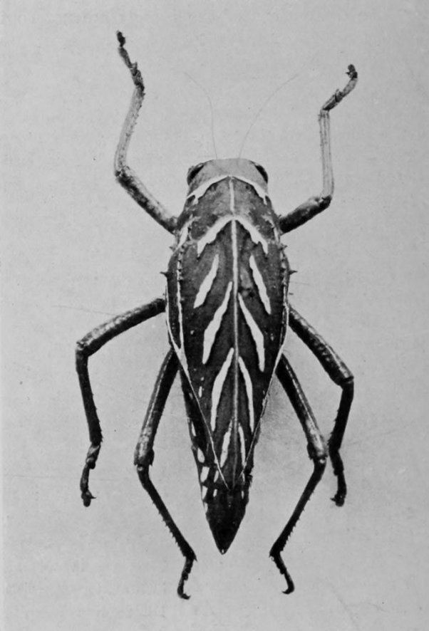 CAPE GRASSHOPPER (FEMALE).