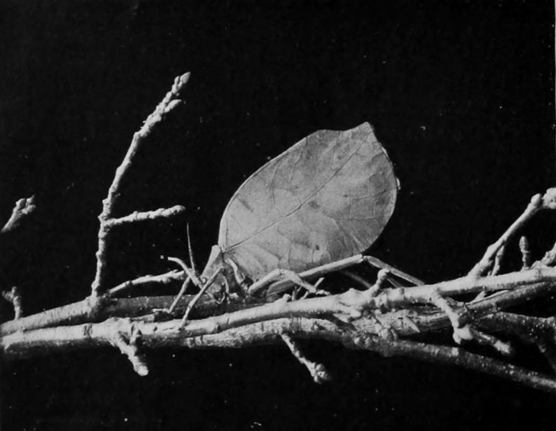 LONG-HORNED GRASSHOPPER.
