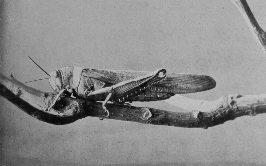 EGYPTIAN LOCUST.