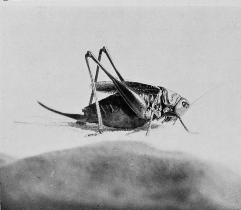 WART-EATING GRASSHOPPER (TWO VIEWS).