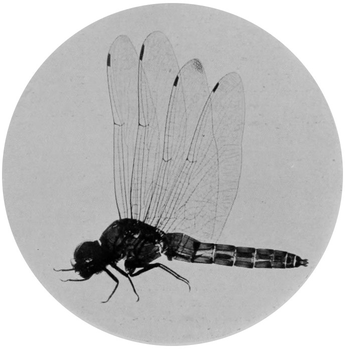 DRAGON-FLY.