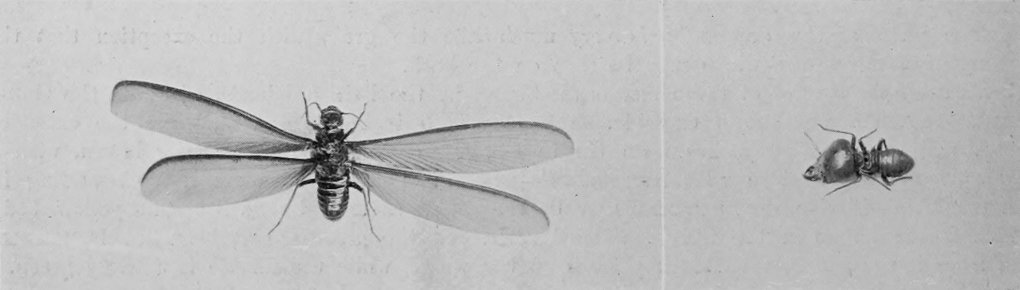 TERMITES.
