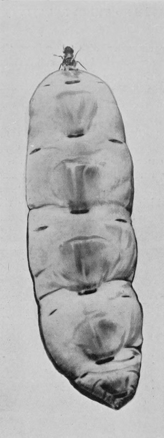 QUEEN TERMITE.